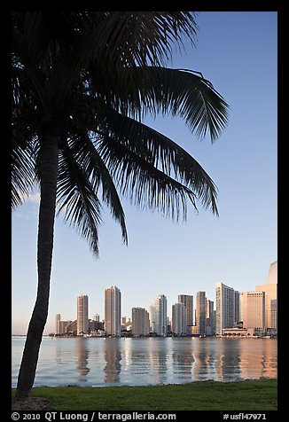 Palm tree and downtown skyline, Miami. Florida, USA (color)