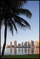 Palm tree and downtown skyline, Miami. Florida, USA (color)