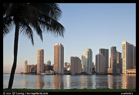 Miami downtown skyline and palm tree. Florida, USA (color)