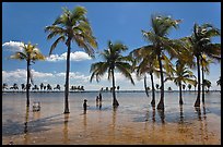 Family walking amongst palm trees,  Matheson Hammock Park. Coral Gables, Florida, USA ( color)