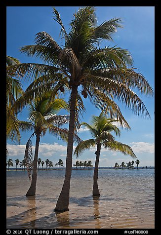 Palm trees in pond,  Matheson Hammock Park. Coral Gables, Florida, USA