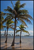 Palm trees in pond,  Matheson Hammock Park. Coral Gables, Florida, USA