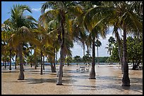 Flooded grove of palms and picnic table  Matheson Hammock Park. Coral Gables, Florida, USA