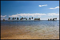 Pond and palm trees at edge of Biscayne Bay, Coral Gables. Florida, USA (color)