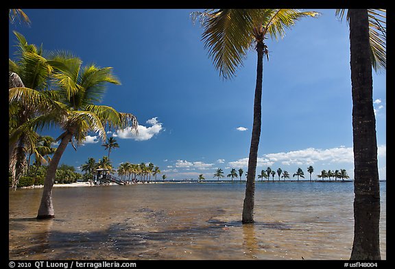 Palm trees during tidal flood,  Matheson Hammock Park, Coral Gables. Florida, USA