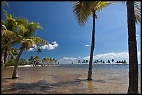 Palm trees during tidal flood,  Matheson Hammock Park, Coral Gables. Florida, USA (color)