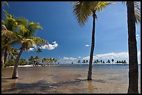 Palm trees during tidal flood,  Matheson Hammock Park. Coral Gables, Florida, USA