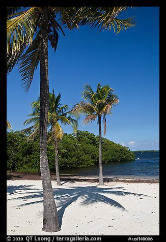 Palm trees and beach, John Pennekamp Reef State Park, Key Largo. The Keys, Florida, USA