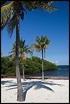 Palm trees and beach, John Pennekamp Reef State Park, Key Largo. The Keys, Florida, USA