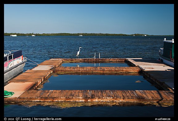 Deck and Heron, Sugarloaf Key. The Keys, Florida, USA