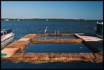 Deck and Heron, Sugarloaf Key. The Keys, Florida, USA ( color)