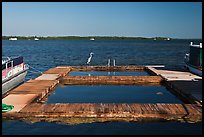 Deck and Heron, Sugarloaf Key. The Keys, Florida, USA (color)