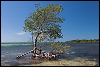 Red Mangrove growing in water, West Summerland Key. The Keys, Florida, USA (color)