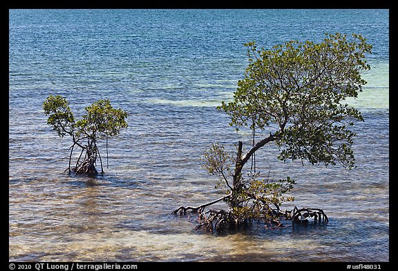 Mangroves and coral, West Summerland Key. The Keys, Florida, USA