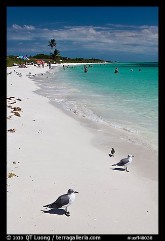 Seabirds, Sandspur Beach, Bahia Honda State Park. The Keys, Florida, USA