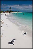 Seabirds, Sandspur Beach, Bahia Honda State Park. The Keys, Florida, USA (color)