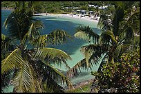 Beach seen from above through palm trees, Bahia Honda Key. The Keys, Florida, USA