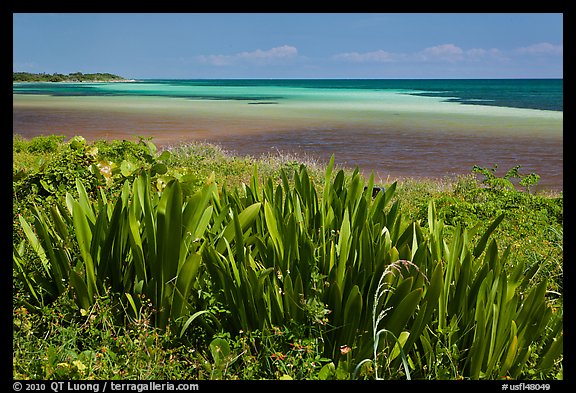Plants and colorful Atlantic waters, Bahia Honda State Park. The Keys, Florida, USA
