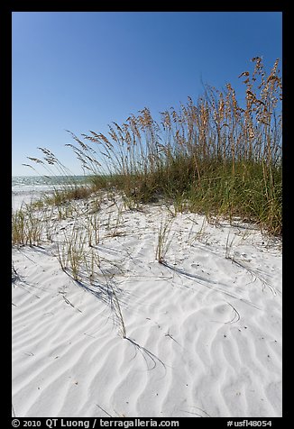 Grasses and white sand ripples on beach, Fort De Soto Park. Florida, USA