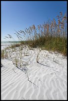 Grasses and white sand ripples on beach, Fort De Soto Park. Florida, USA (color)