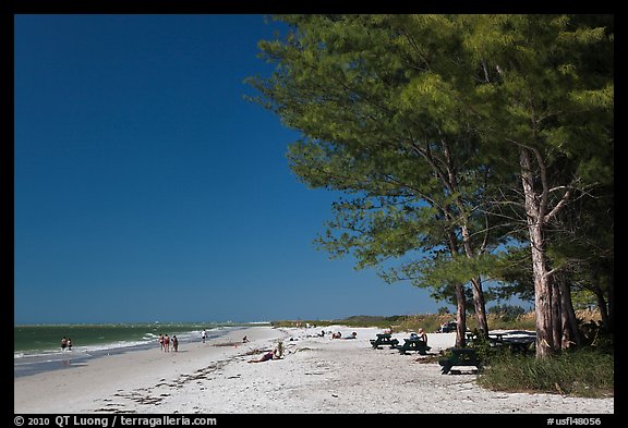 White sand beach and ironwood trees, Fort De Soto Park. Florida, USA