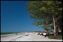 White sand beach and ironwood trees, Fort De Soto Park. Florida, USA