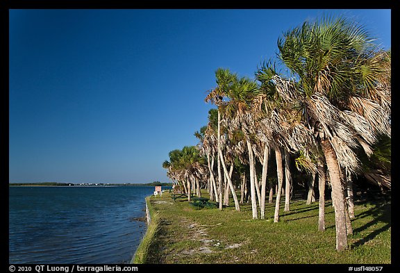 Dense grove of Palm trees, Fort De Soto Park. Florida, USA