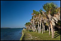 Dense grove of Palm trees, Fort De Soto Park. Florida, USA (color)