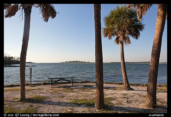 Palm trees,  Fort De Soto Park. Florida, USA (color)