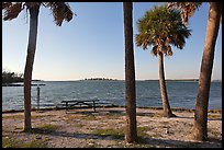 Palm trees,  Fort De Soto Park. Florida, USA
