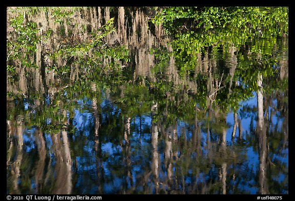 Bald Cypress and Spanish moss reflections, Big Cypress National Preserve. Florida, USA