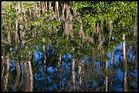 Bald Cypress and Spanish moss reflections, Big Cypress National Preserve. Florida, USA (color)