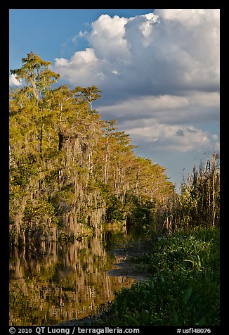 Bald Cypress and afternoon clouds, Big Cypress National Preserve. Florida, USA (color)