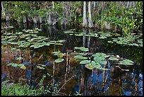 Aquatic plants and reflections, Big Cypress National Preserve. Florida, USA ( color)