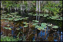 Aquatic plants and reflections, Big Cypress National Preserve. Florida, USA (color)