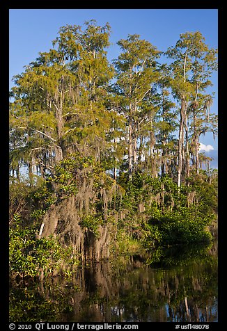 Bald Cypress with Spanish Moss near Tamiami Trail, Big Cypress National Preserve. Florida, USA