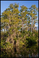 Bald Cypress with Spanish Moss near Tamiami Trail, Big Cypress National Preserve. Florida, USA