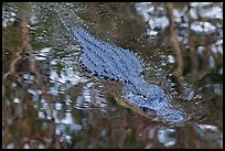 Alligator swimming in pond, Big Cypress National Preserve. Florida, USA ( color)