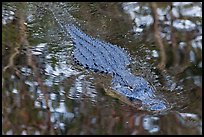 Alligator swimming in pond, Big Cypress National Preserve. Florida, USA (color)