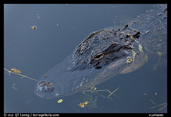 Alligator head, Big Cypress National Preserve. Florida, USA (color)