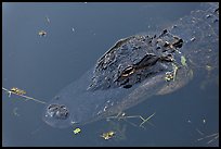 Alligator head, Big Cypress National Preserve. Florida, USA ( color)