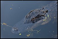 Alligator head, Big Cypress National Preserve. Florida, USA