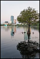 Bald Cypress tree in Lake Eola and high rise buildings. Orlando, Florida, USA