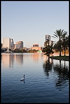 Swan, palm trees, and skyline, lake Eola. Orlando, Florida, USA