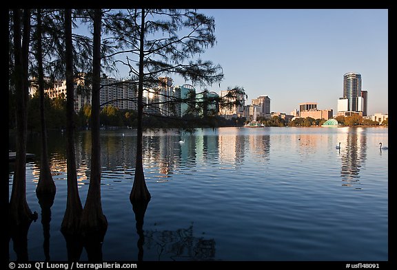 Bald Cypress and skyline, Sumerlin Park. Orlando, Florida, USA (color)