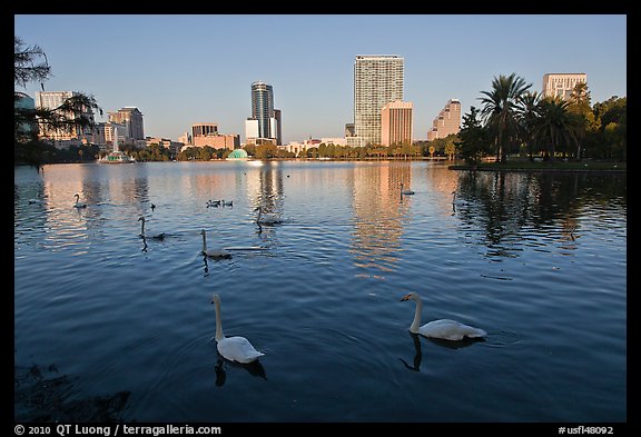 Swans and skyline, lake Eola. Orlando, Florida, USA (color)