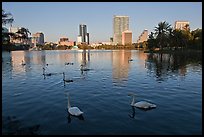 Swans and skyline, lake Eola. Orlando, Florida, USA