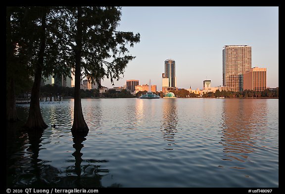 Bald Cypress and skyline, Lake Eola. Orlando, Florida, USA (color)