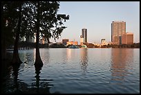 Bald Cypress and skyline, Lake Eola. Orlando, Florida, USA (color)