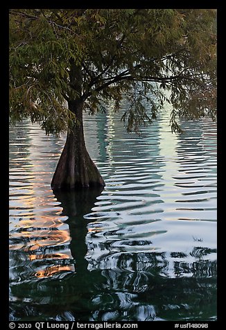 Bald Cypress and reflections, Lake Eola. Orlando, Florida, USA (color)